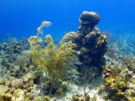 43 Grunts on the Reef IMG 3503